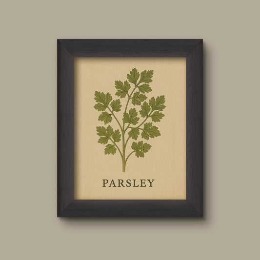 Vintage Parsley Herb Art Print | Botanical Kitchen Wall Decor | Fine Art Print