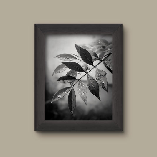 Black and White Botanical Art Print | Minimalist Leaf and Water Droplets Art | Modern Nature Wall Decor | Fine Art Print